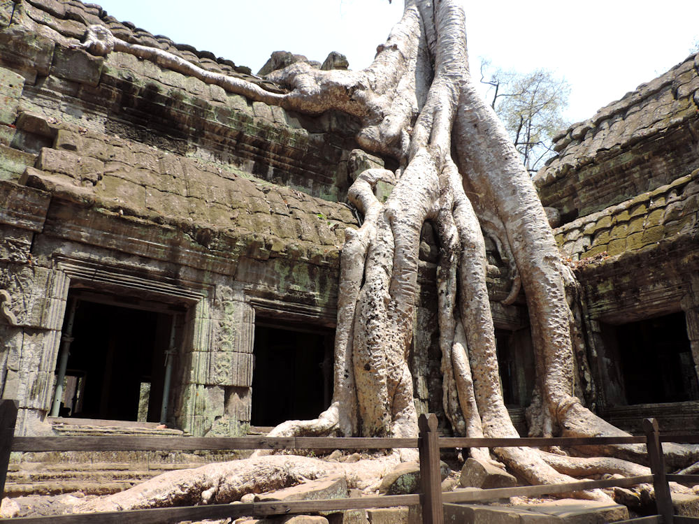 Templo Ta Prohm, Siem Reap, Camboya