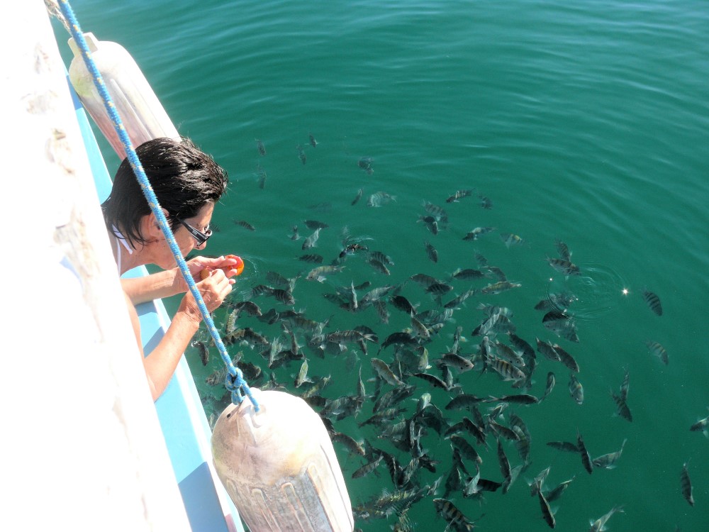 Peces "sargentinhos" en Ilha Comprida, Bahia da Ilha Grande, Rio De Janeiro, Brasil