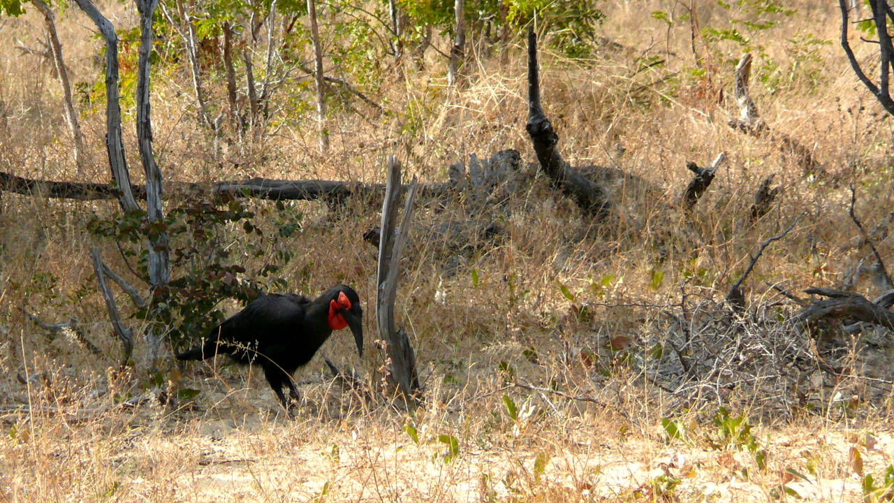 Parque Nacional Hwange, Zimbabwe Parque Nacional Hwange, Zimbabwe