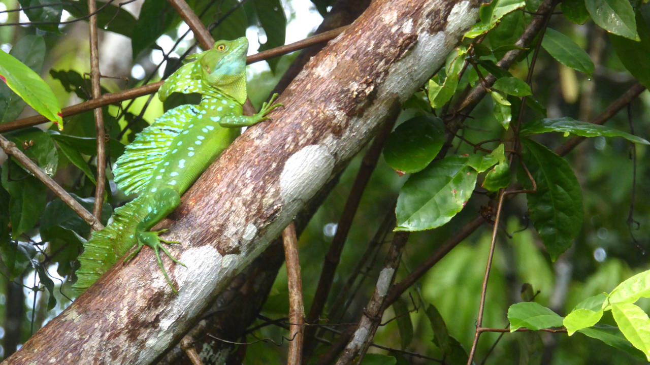Basilisco en un canal de Tortuguero