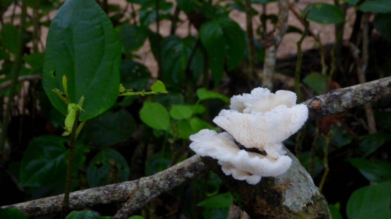 Hongos en el Parque Nacional Cahuita