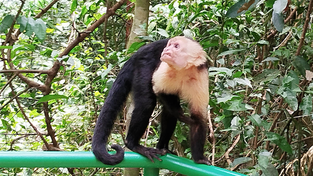 Mono capuchino en el Parque Nacional Manuel Antonio, Costa Rica