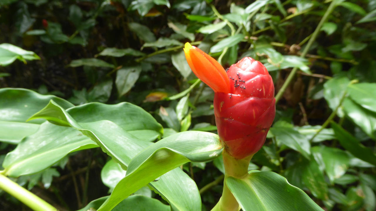 Flor en el Parque Nacional Cahuita
