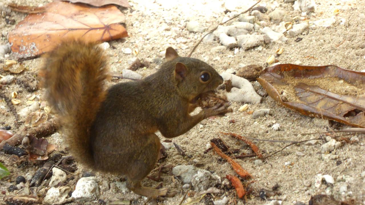 Habitante popular en el Parque Nacional Cahuita