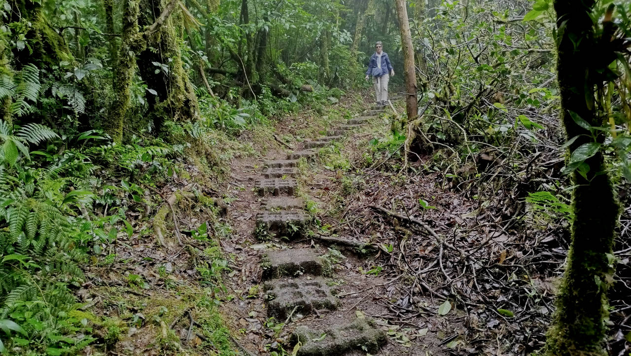 Sendero El Roble en la Reserva de Bosque Nuboso de Monteverde