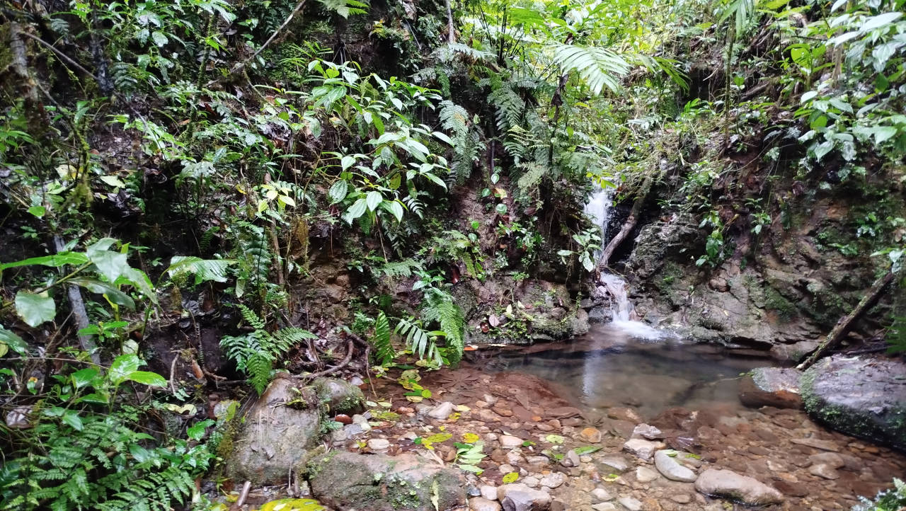 Reserva de Bosque Nuboso de Santa Elena