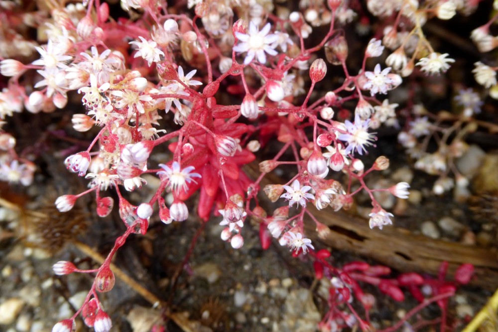 Sedum caeruleum, ruta entre Bosa y Alghero, Cerdeña, Italia