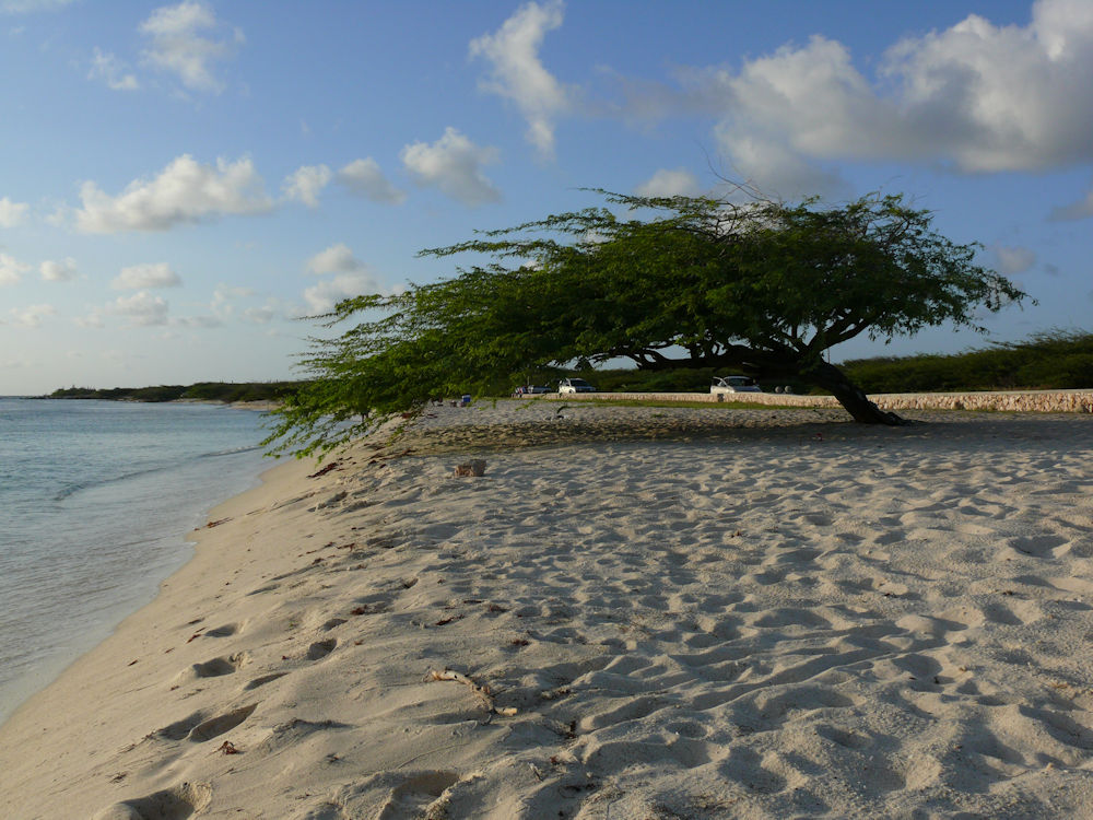 Divi-Divi en Playa Arashi de Aruba