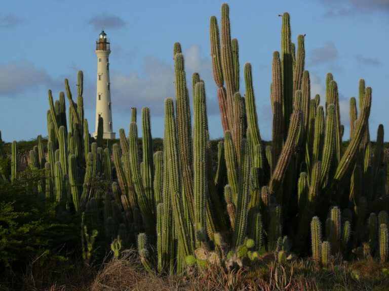 Faro California, Aruba