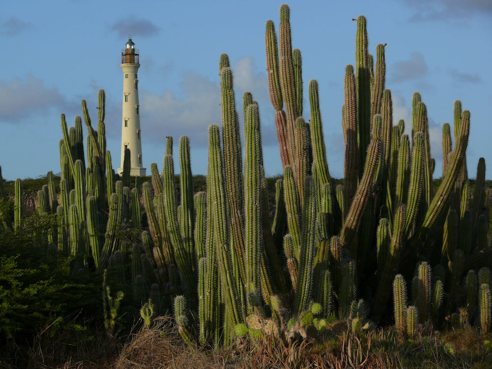 Faro California, Aruba