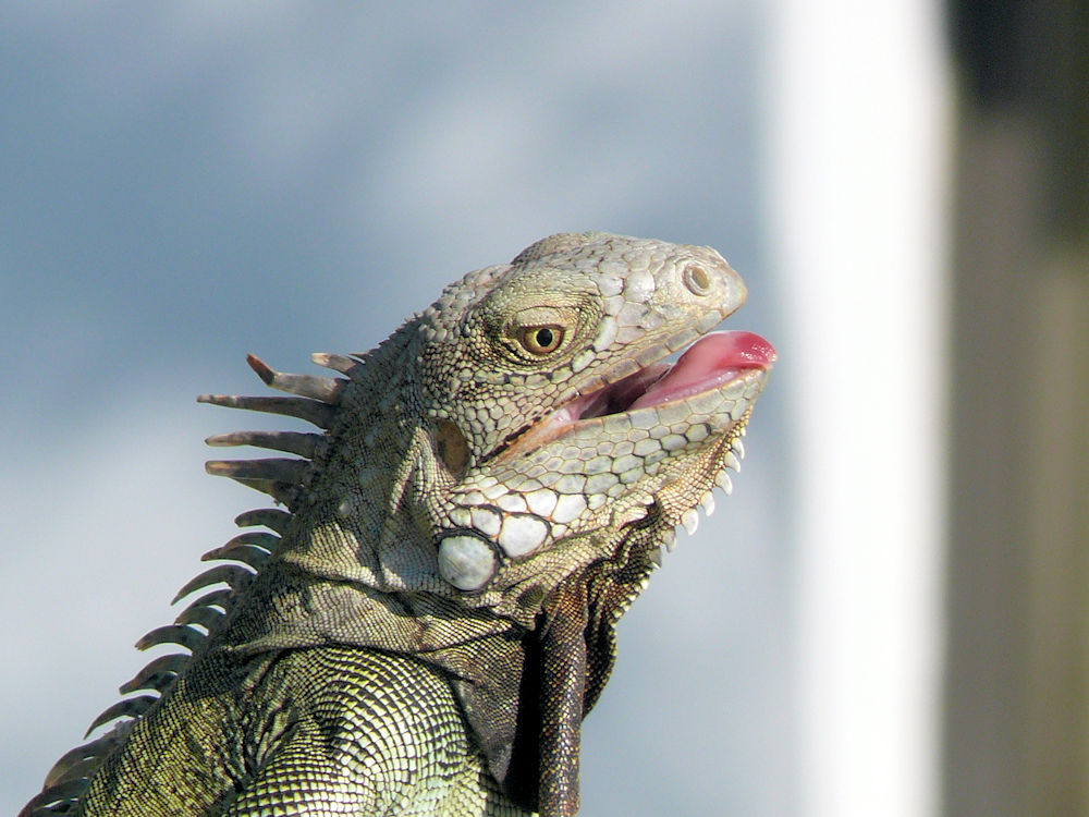 Iguana