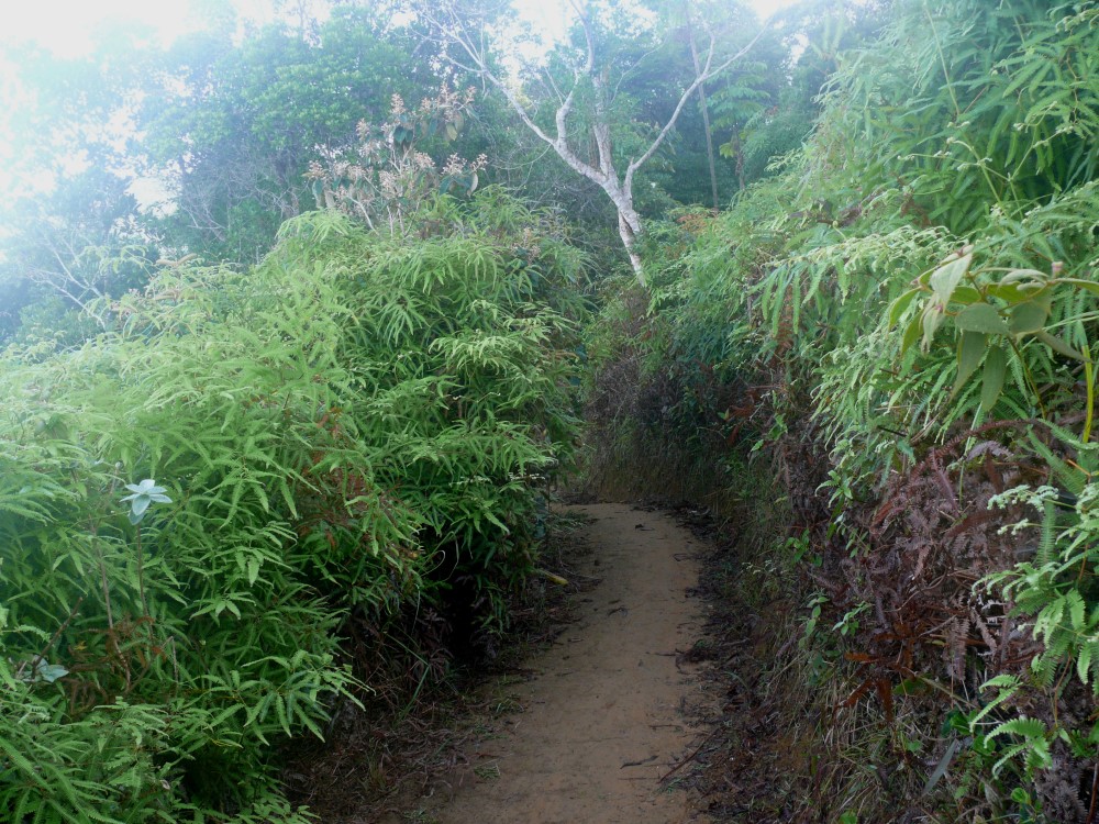 Trilha (sendero) Ponta do Baguarí, Ubatuba, San Pablo, Brasil