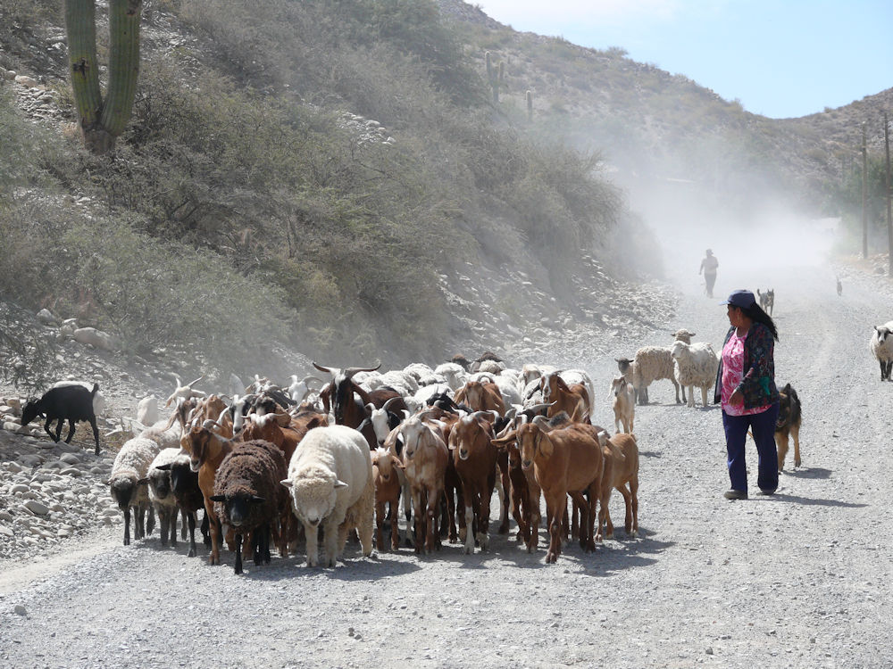 Arreo de cabras en Seclantás, provincia de Salta, Argentina