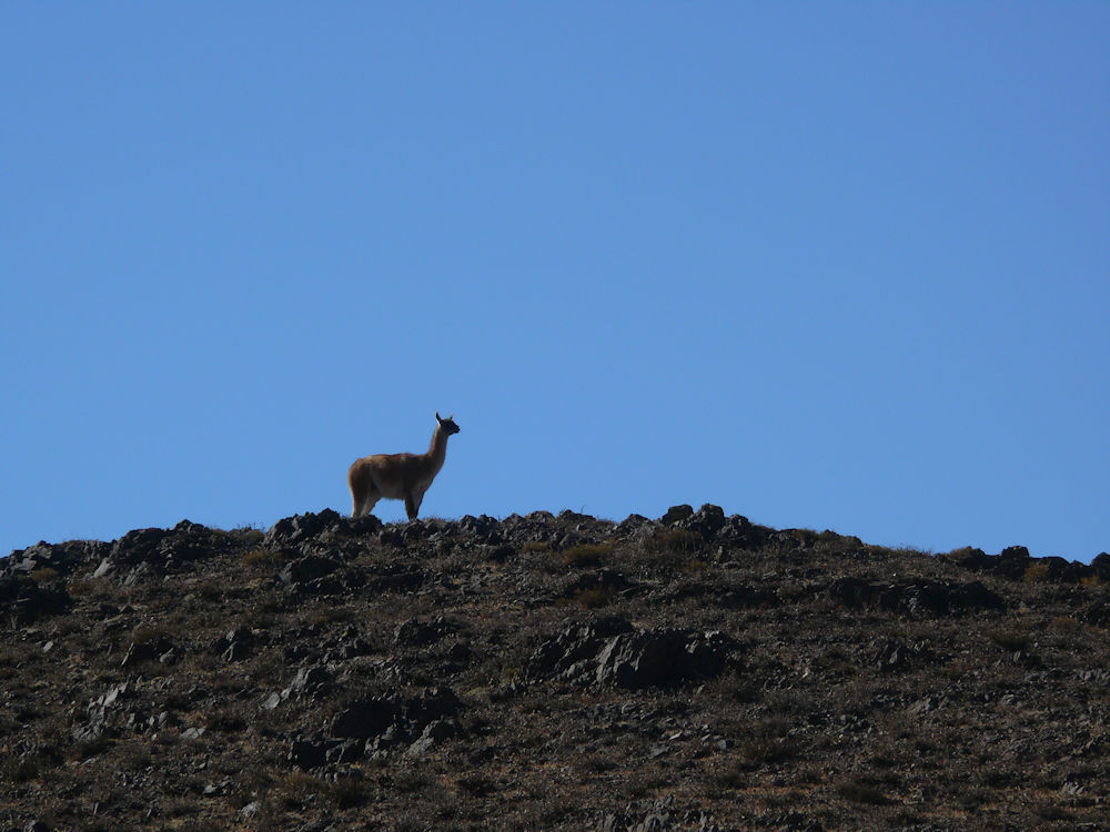 Llama en proximidades de Cachi, provincia de Salta, Argentina