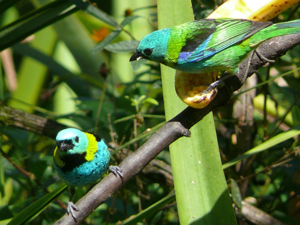 Saira sete cores (Tangara seledon) en el sitio Capigaba Obirú (Facenda Folha Seca) Ubatuba, San Pablo, Brasil