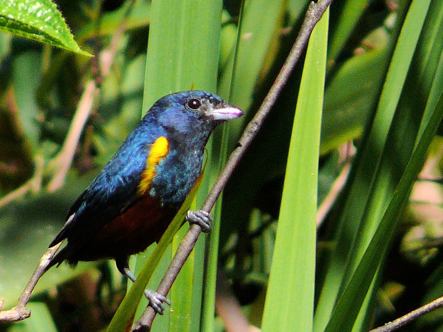 uriatá, fruterito violáceo o tangará amarillo (Euphonia violacea) en el sitio Capigaba Obirú (Facenda Folha Seca) Ubatuba, San Pablo, Brasil