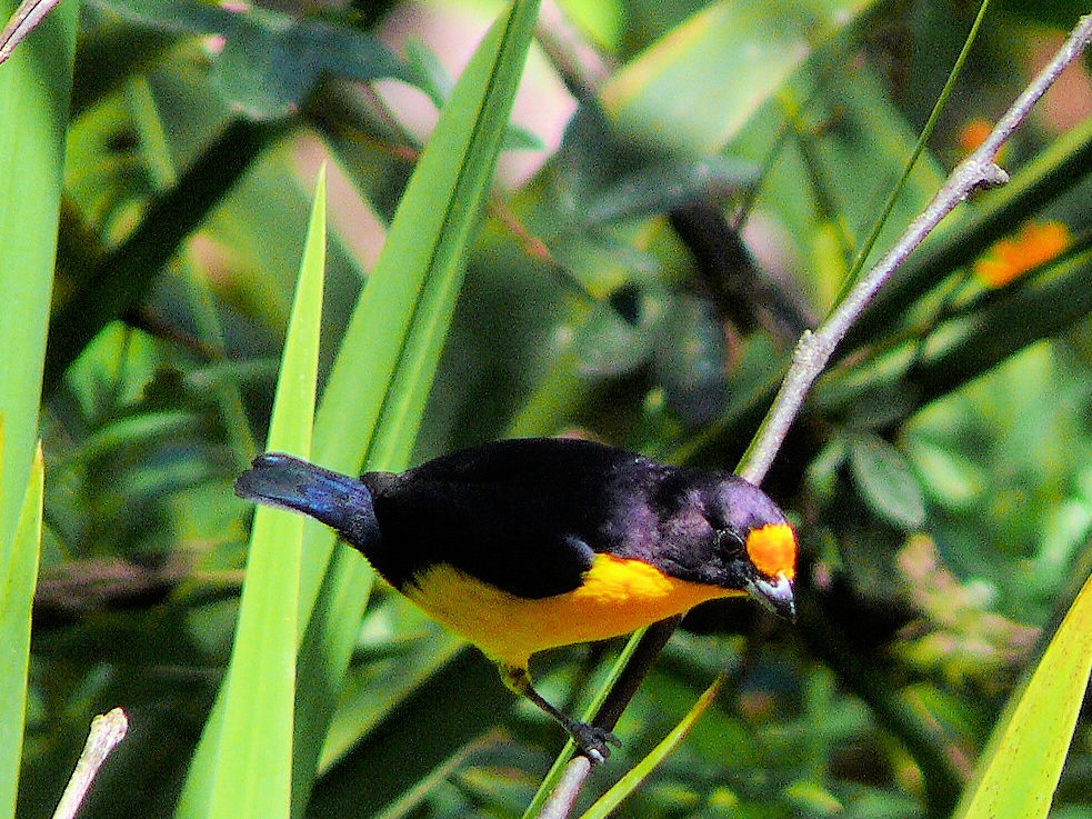 Guriatá, fruterito violáceo o tangará amarillo (Euphonia violacea) en el sitio Capigaba Obirú (Facenda Folha Seca) Ubatuba, San Pablo, Brasil