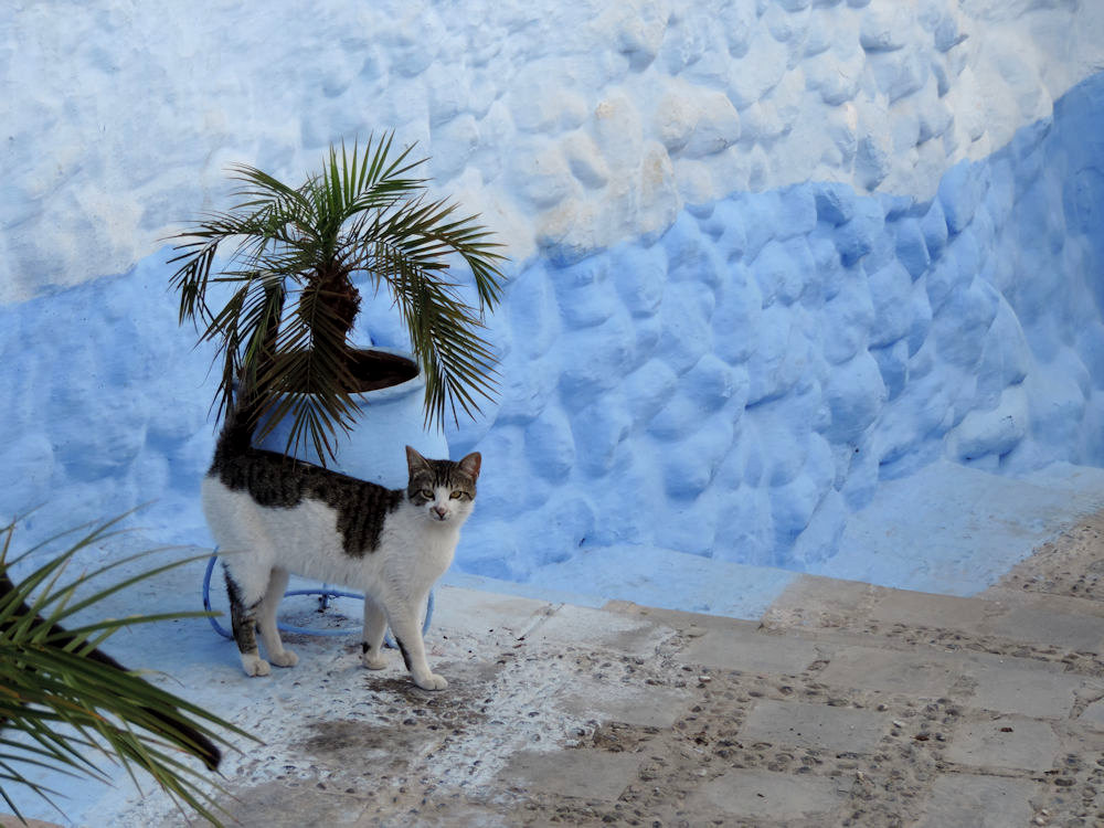 Nunca falta un gato en Chefchaouen, Marruecos