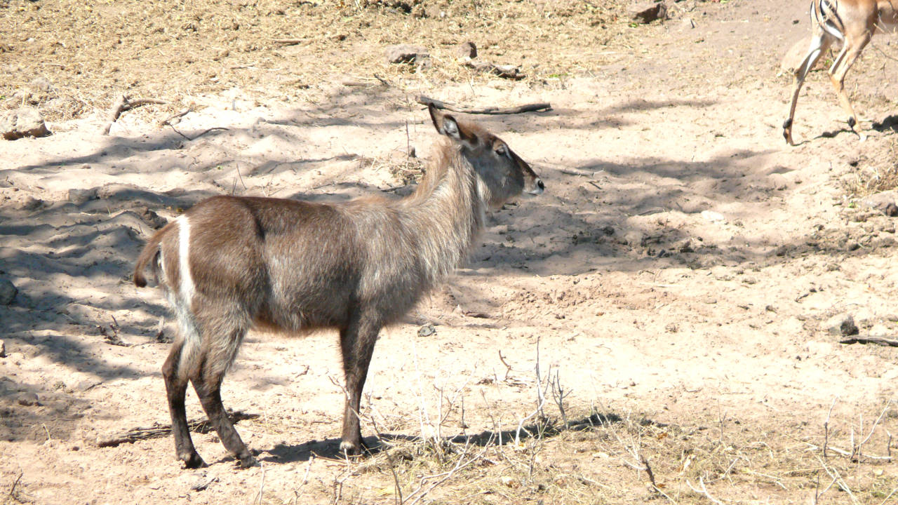 Cobo-d'água (Kobus ellipsiprymnus), Parque Nacional Chobe, Botswana