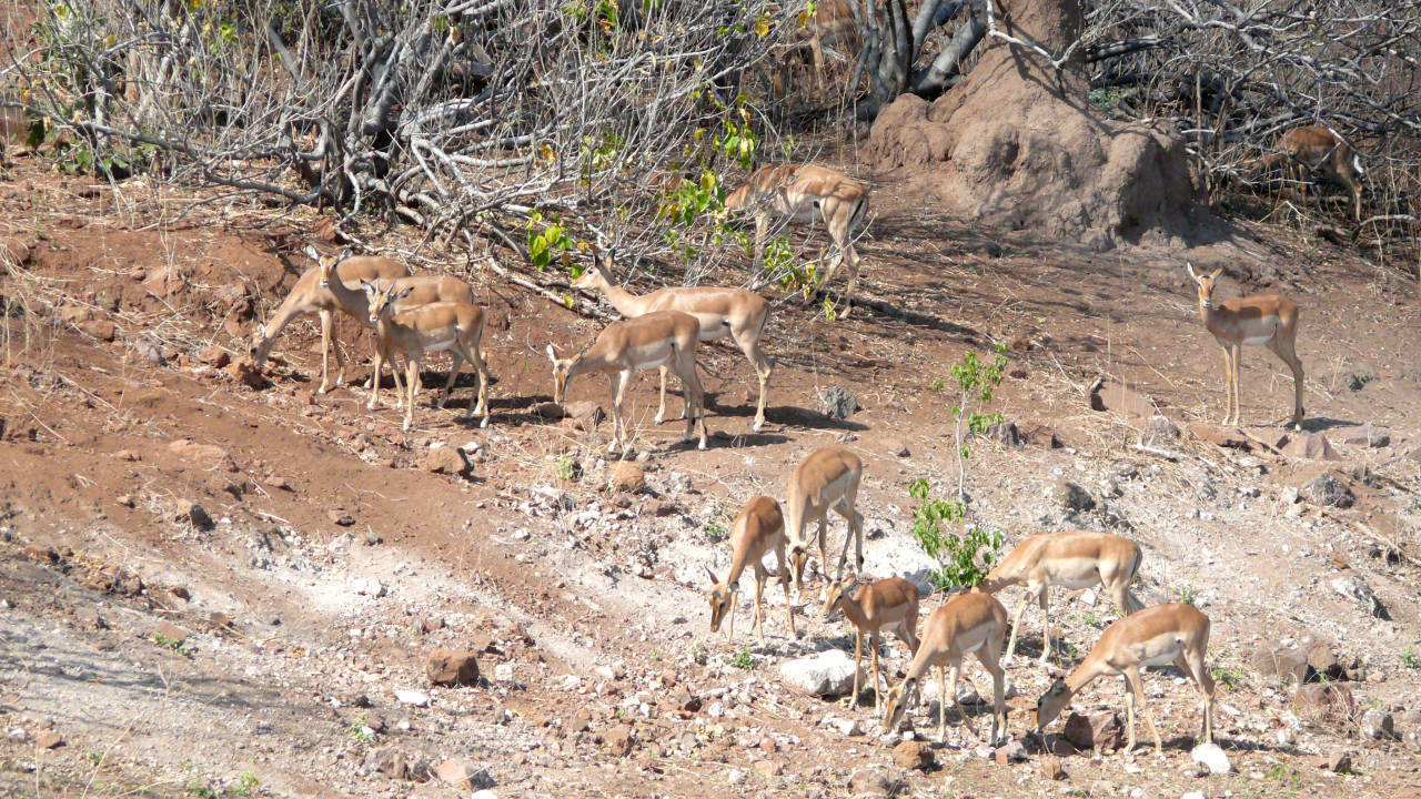 Impalas (Aepyceros melampus),Parque Nacional de Chobe, Botswana