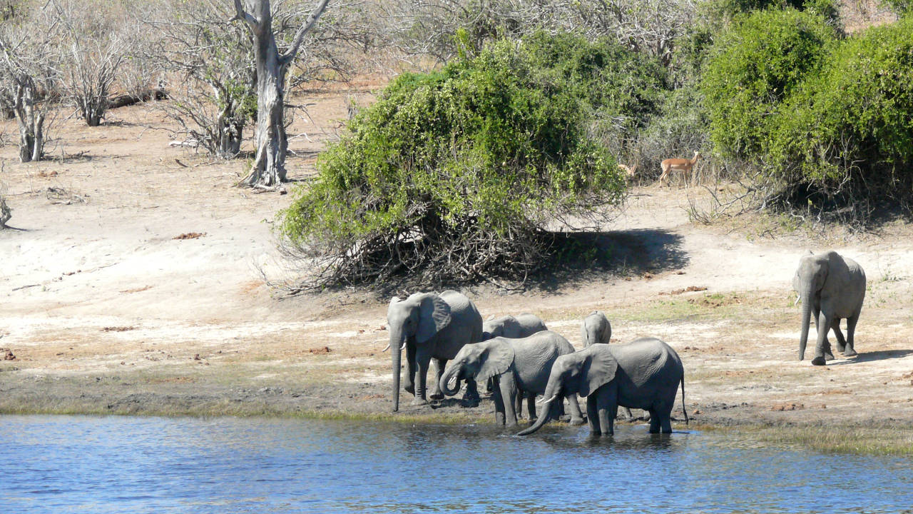 Parque Nacional de Chobe, Botswana