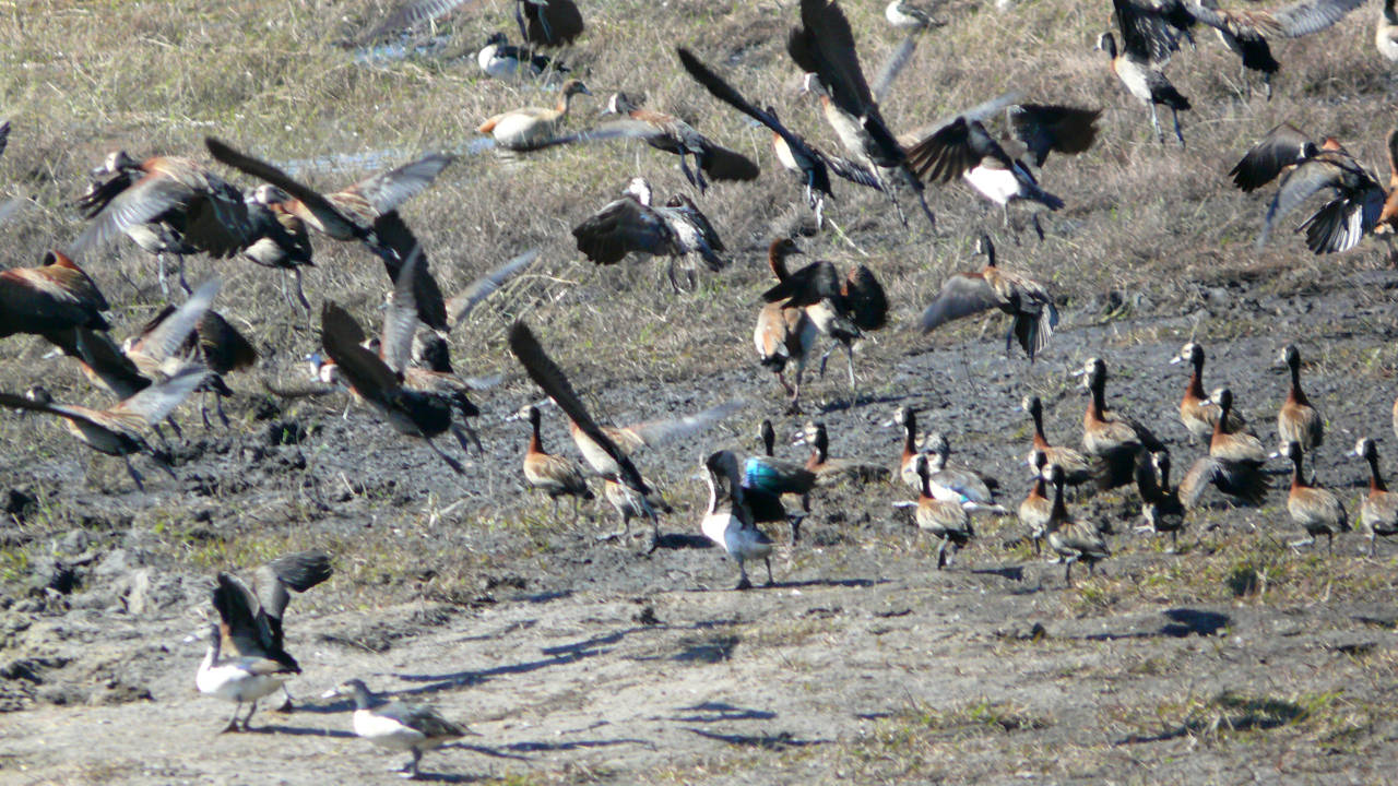 Parque Nacional de Chobe, Botswana