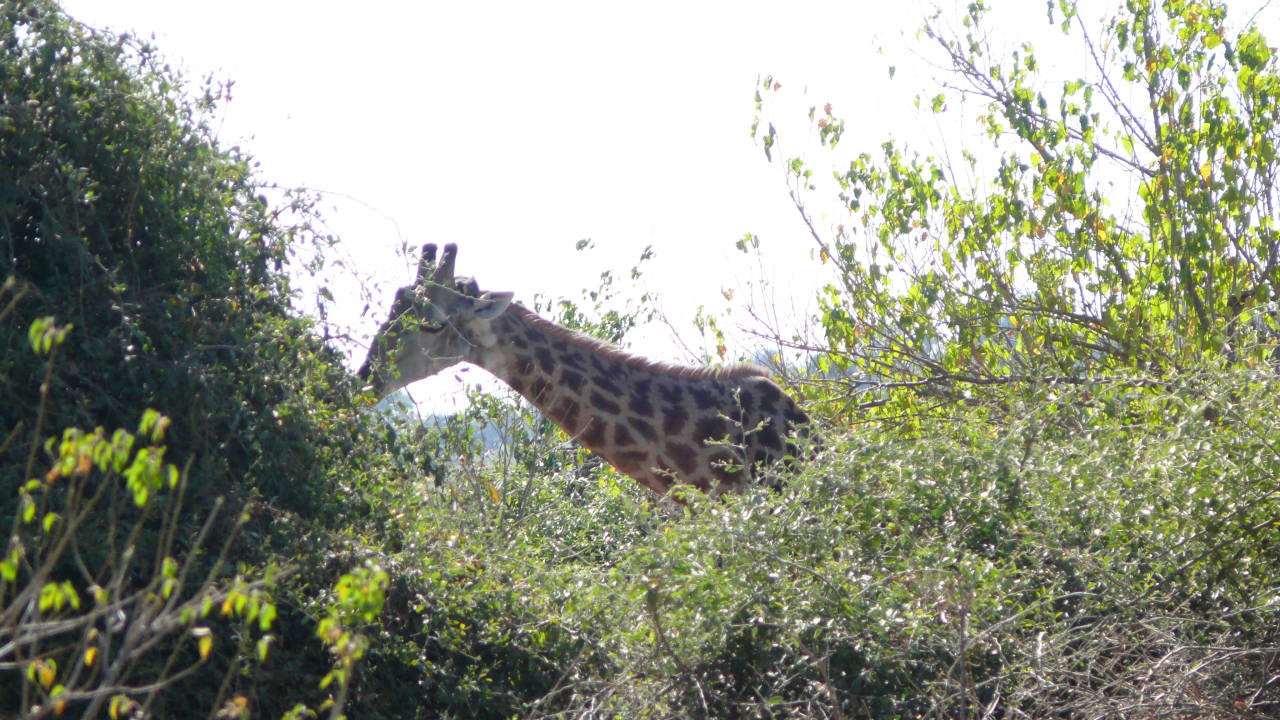 Parque Nacional de Chobe, Botswana