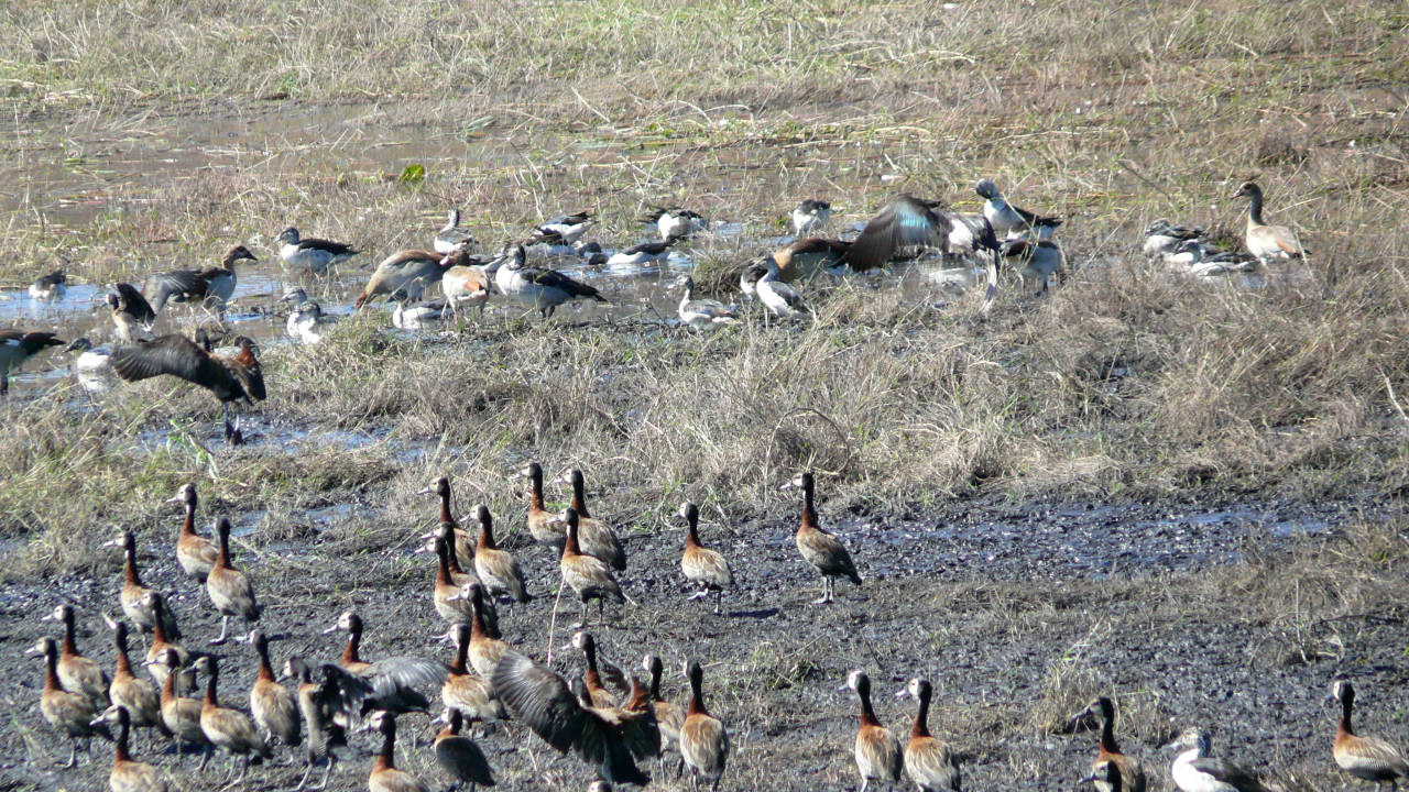 Parque Nacional de Chobe, Botswana