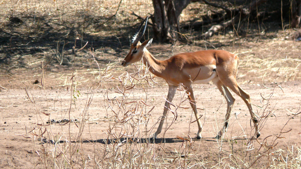 Impala (Aepyceros melampus),Parque Nacional de Chobe, Botswana