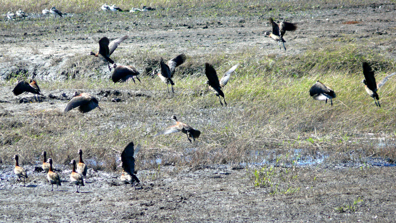 Parque Nacional de Chobe, Botswana