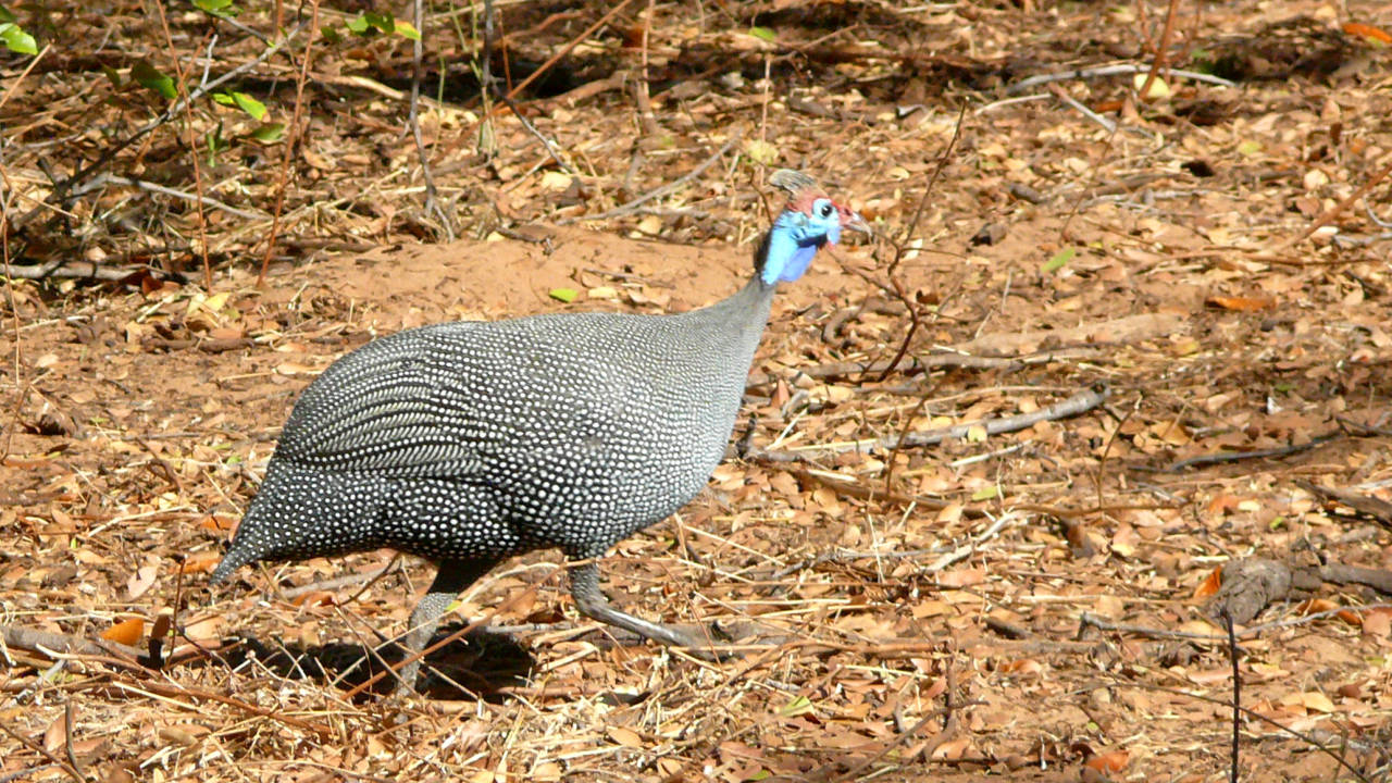 Pintada (Numida meleagris), Parque Nacional de Chobe, Botswana