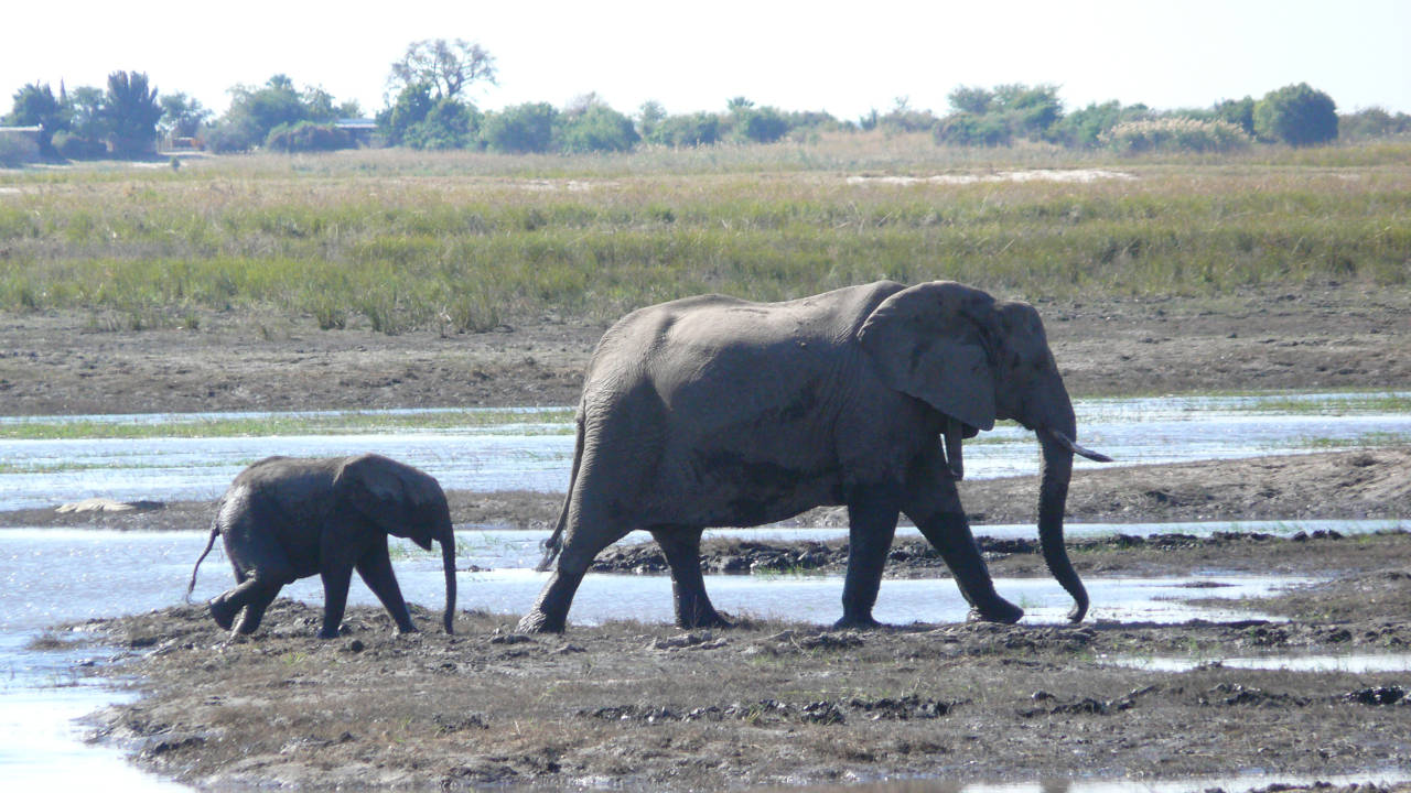 Parque Nacional de Chobe, Botswana
