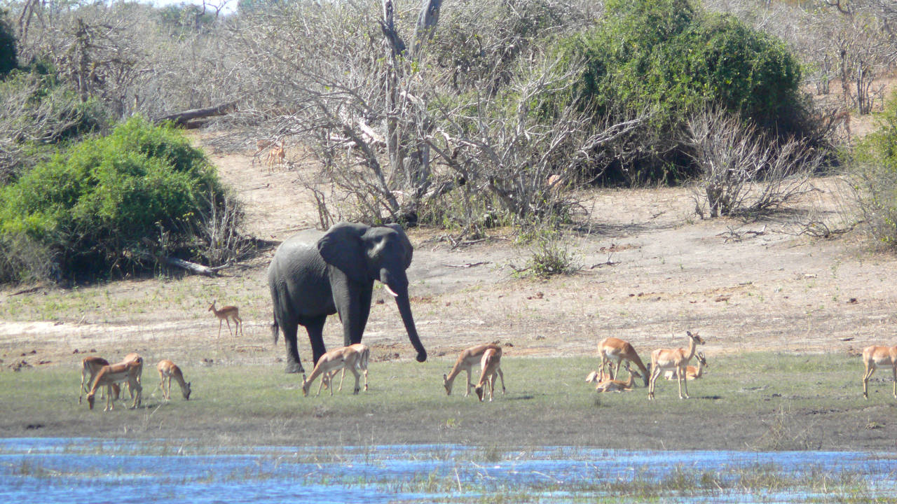 Parque Nacional de Chobe, Botswana