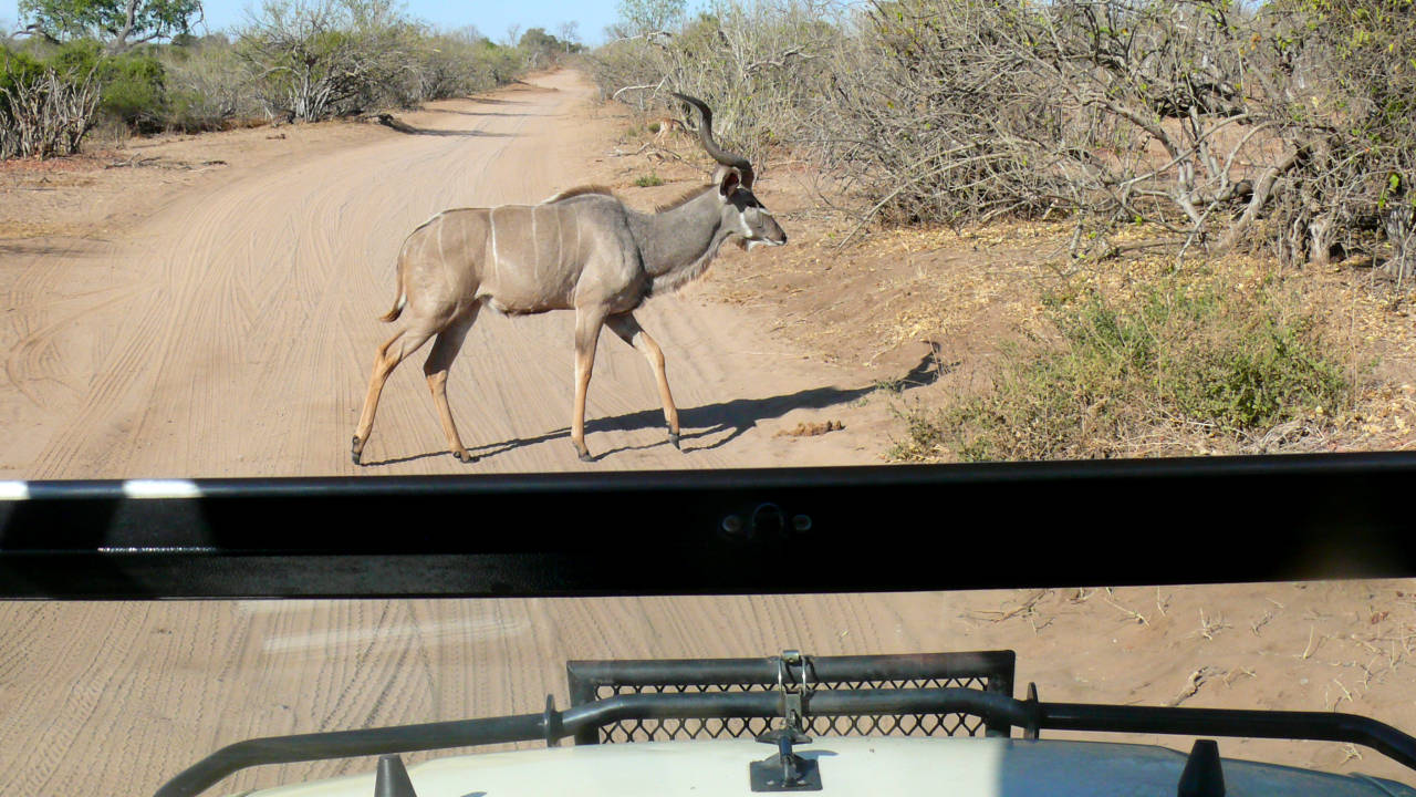 Kudu, Parque Nacional de Chobe, Botswana
