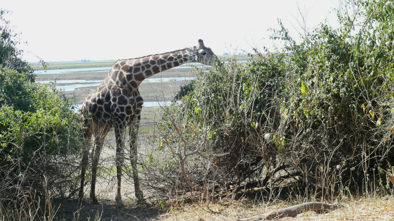 Parque Nacional de Chobe, Botswana