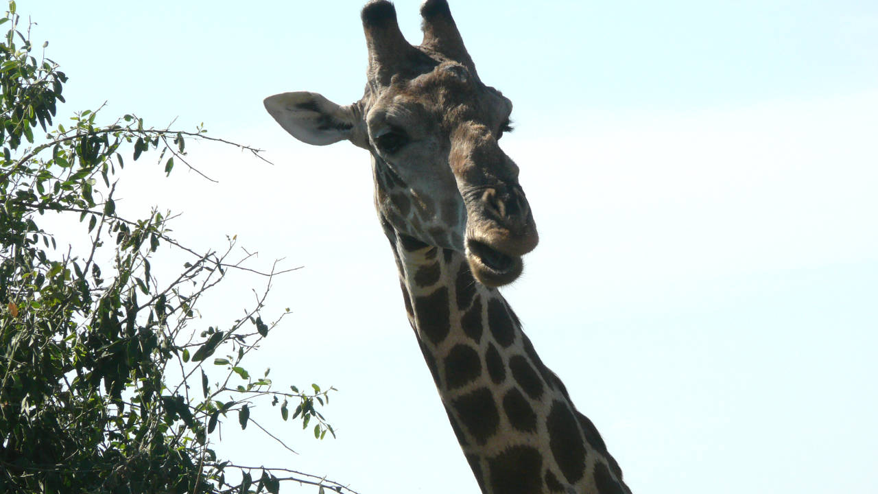 PParque Nacional de Chobe, Botswana