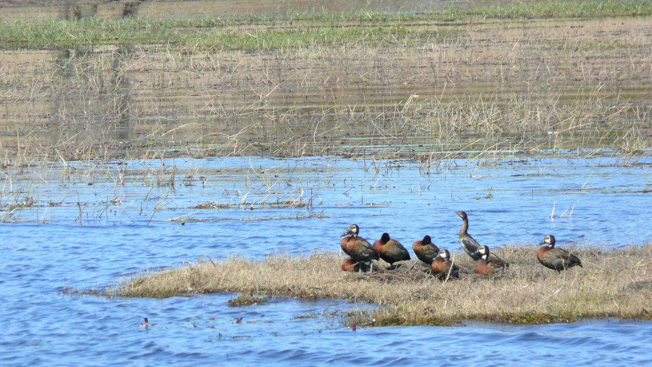 Parque Nacional de Chobe, Botswana