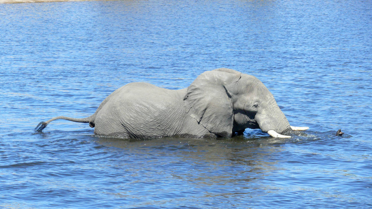 Parque Nacional de Chobe, Botswana