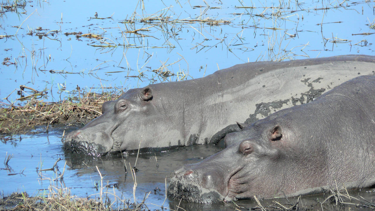Parque Nacional de Chobe, Botswana