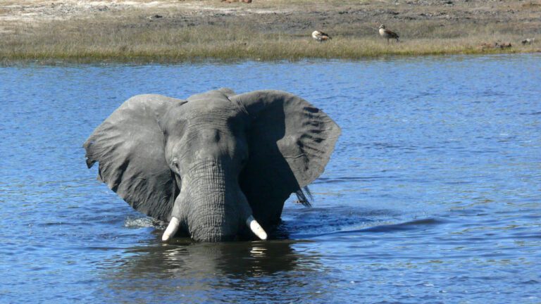 Parque Nacional de Chobe, Botswana