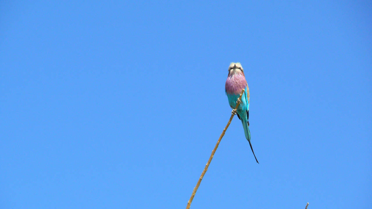 Rolieiro-lilás (Coracias caudatus), Parque Nacional de Chobe, Botswana