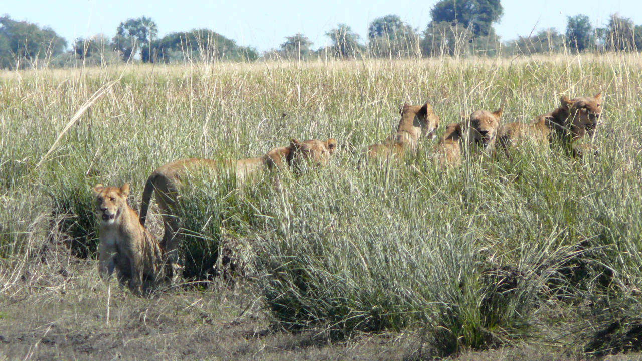 Parque Nacional de Chobe, Botswana