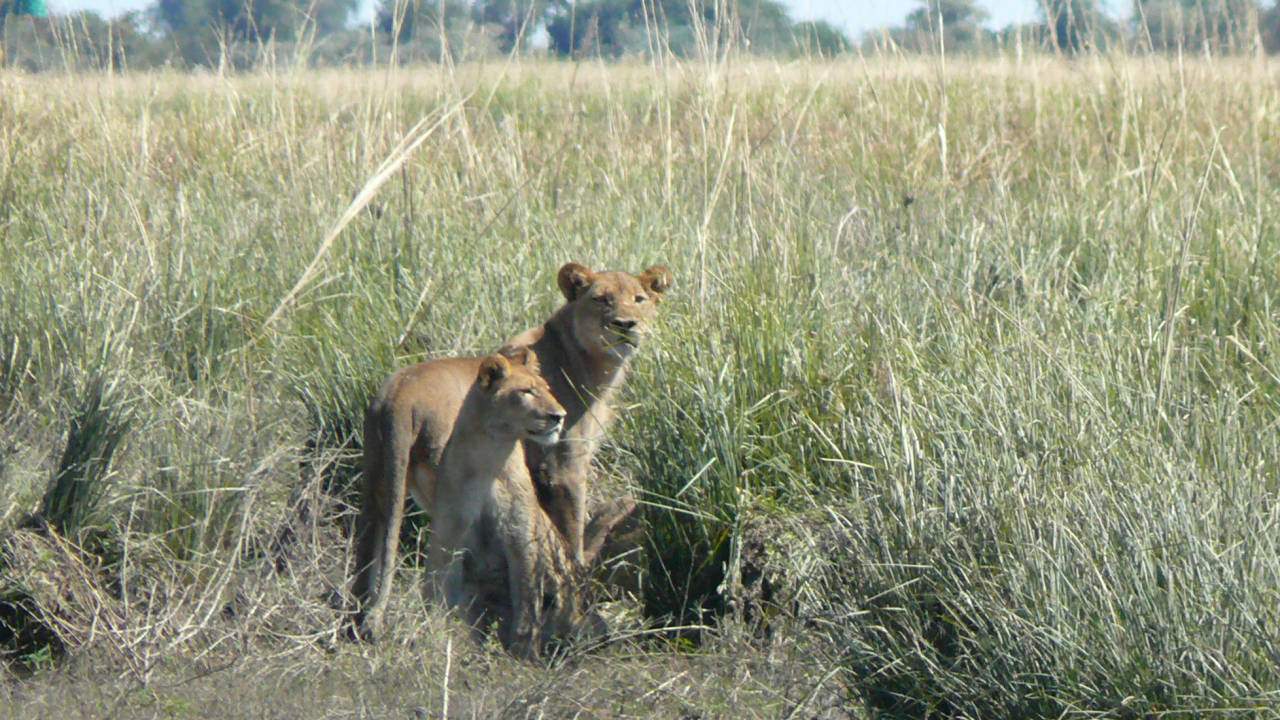 Parque Nacional de Chobe, Botswana