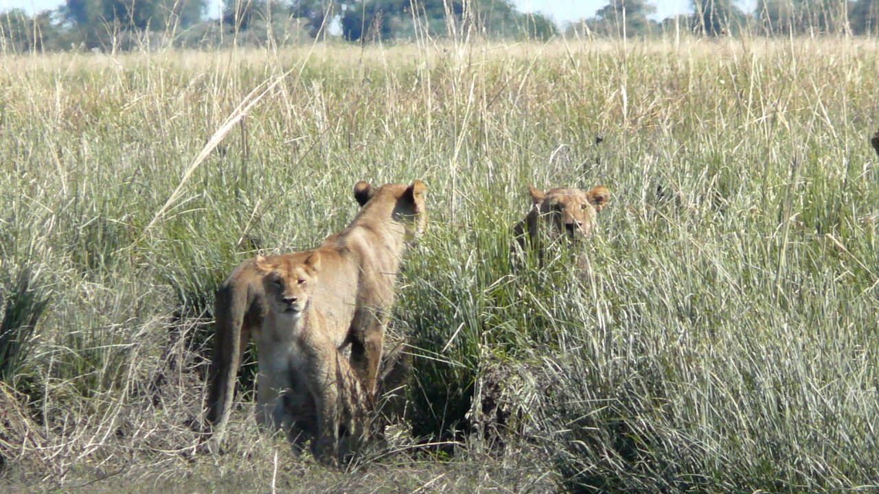 Parque Nacional de Chobe, Botswana