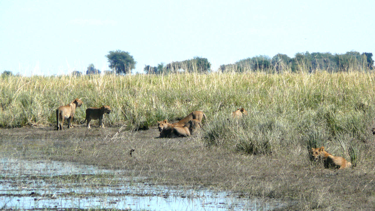 Parque Nacional de Chobe, Botswana