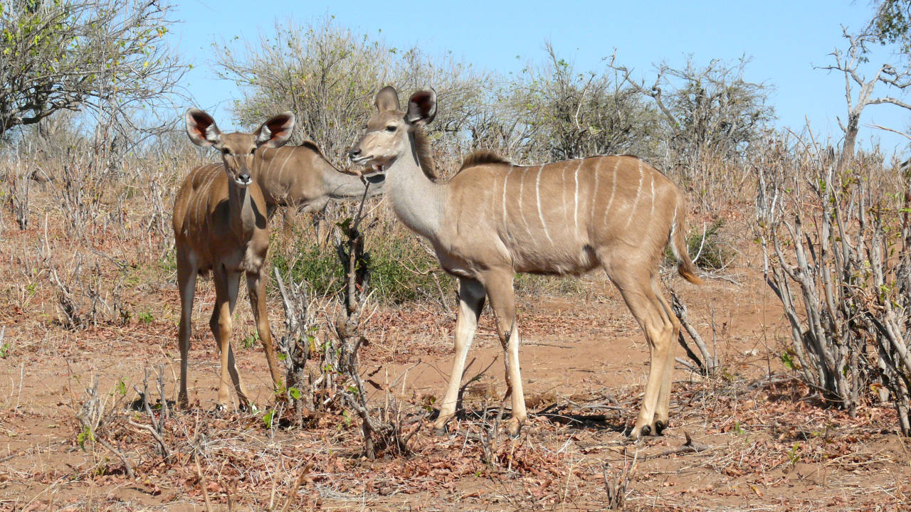 Parque Nacional de Chobe, Botswana