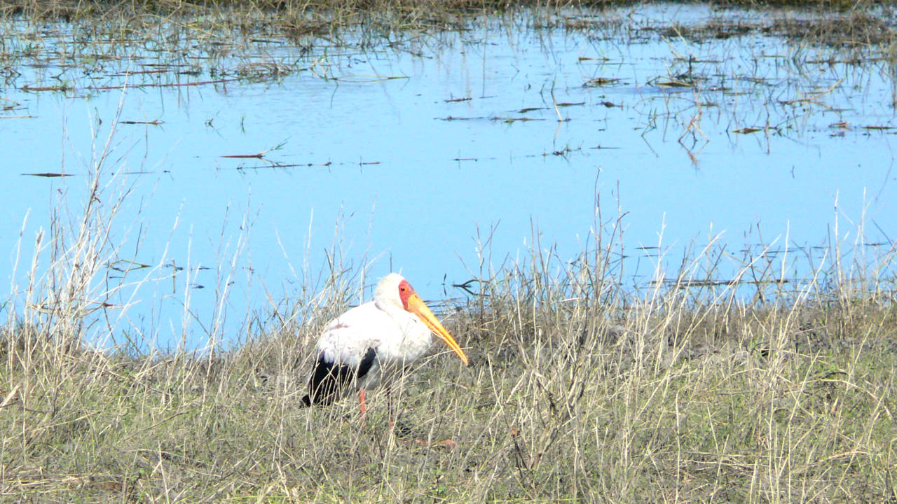 Parque Nacional de Chobe, Botswana
