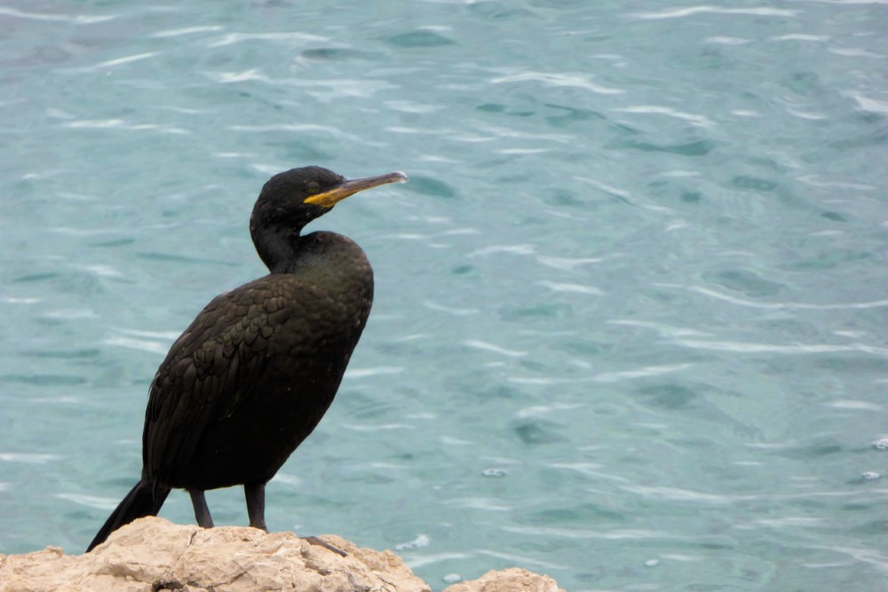 Cormorán en los alrededores de Cres, Isla de Cres, Croacia