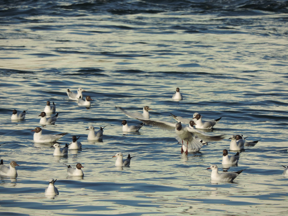 Pássaros no Dubai Creek, Emirados Árabes Unidos