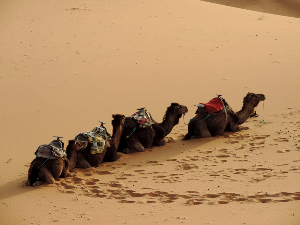 Dromedarios en el Erg Chebbi, Marruecos